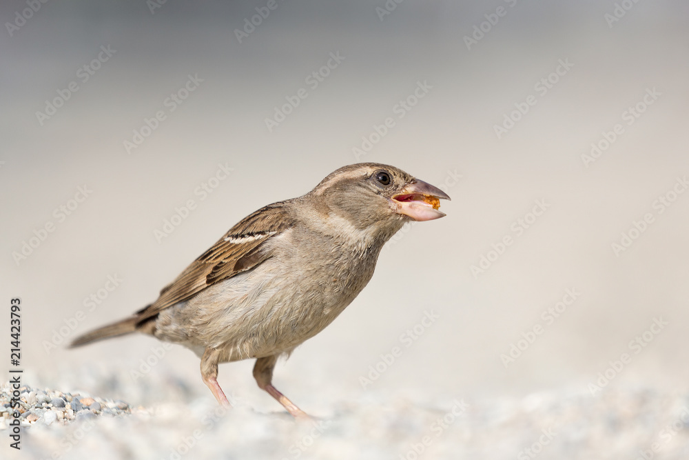 Passero domestico (Passer domesticus) Passero domestico (Passer domesticus)