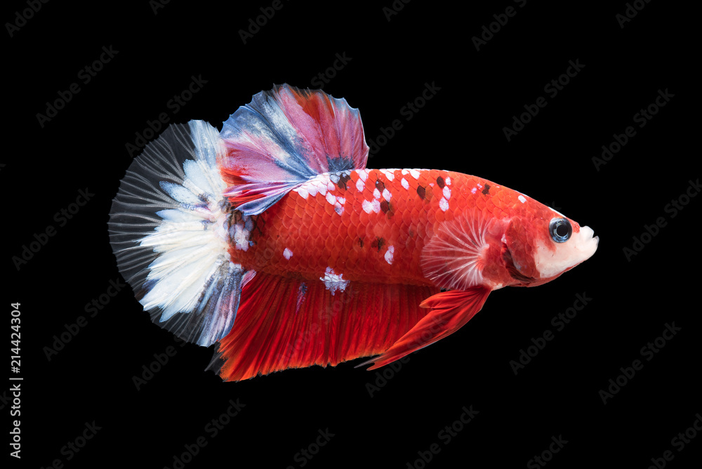 beautiful betta splendens isolated on black background beautiful betta splendens isolated on black background