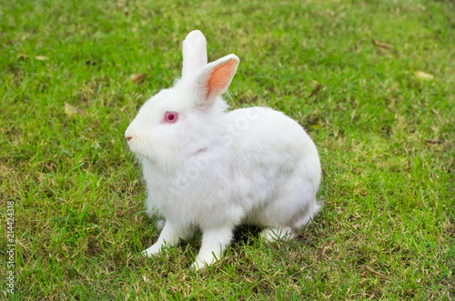new zealand white rabbit on green grass