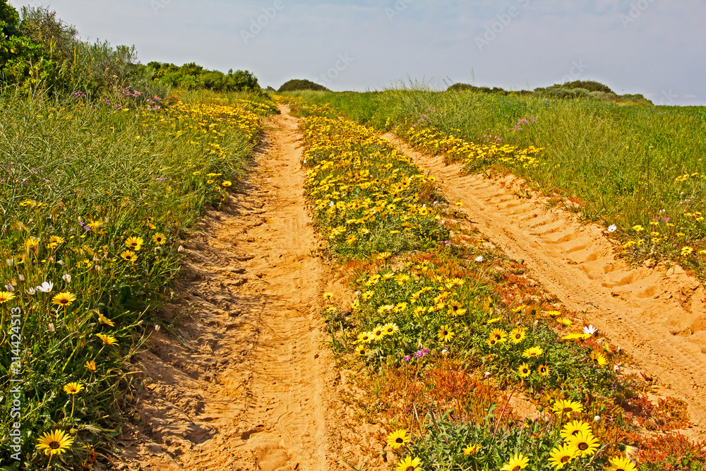 Obraz premium Sandy track amongst wildflowers