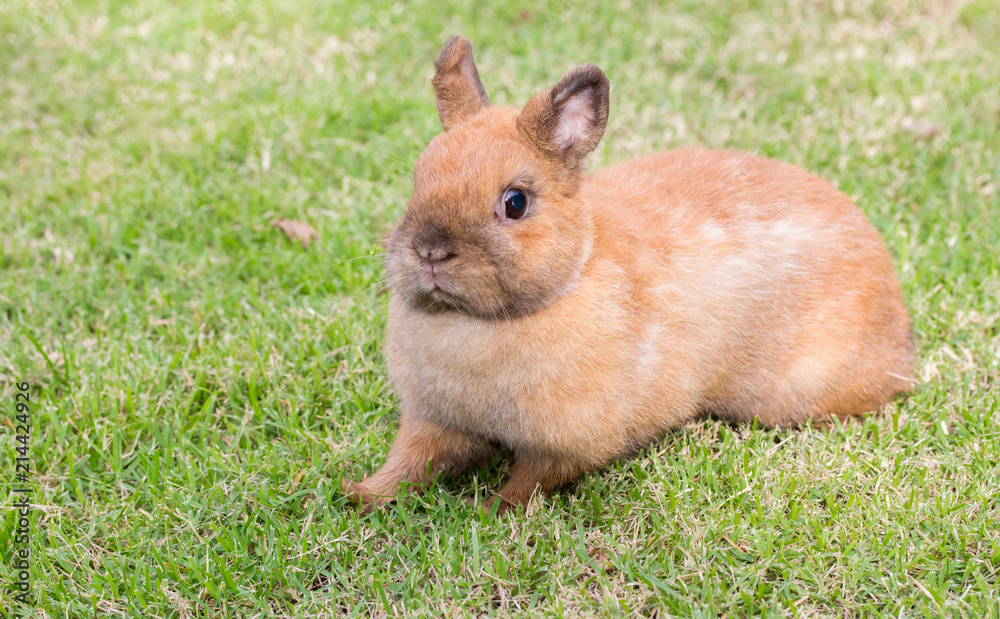 Netherlands dwarf rabbit playing on green grass. Netherlands dwarf rabbit playing on green grass.
