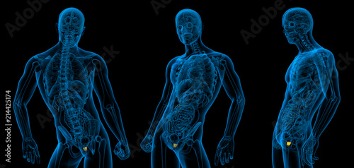 3d rendering illustration of the prostate gland