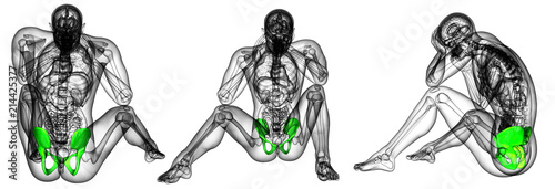 3d rendering illustration of pelvis