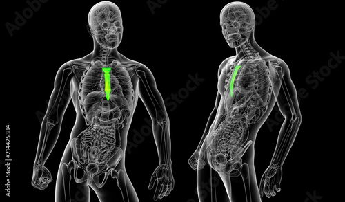 3d rendering medical illustration of the sternum bone