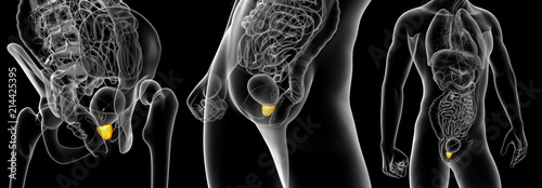 3d rendering illustration of the prostate gland