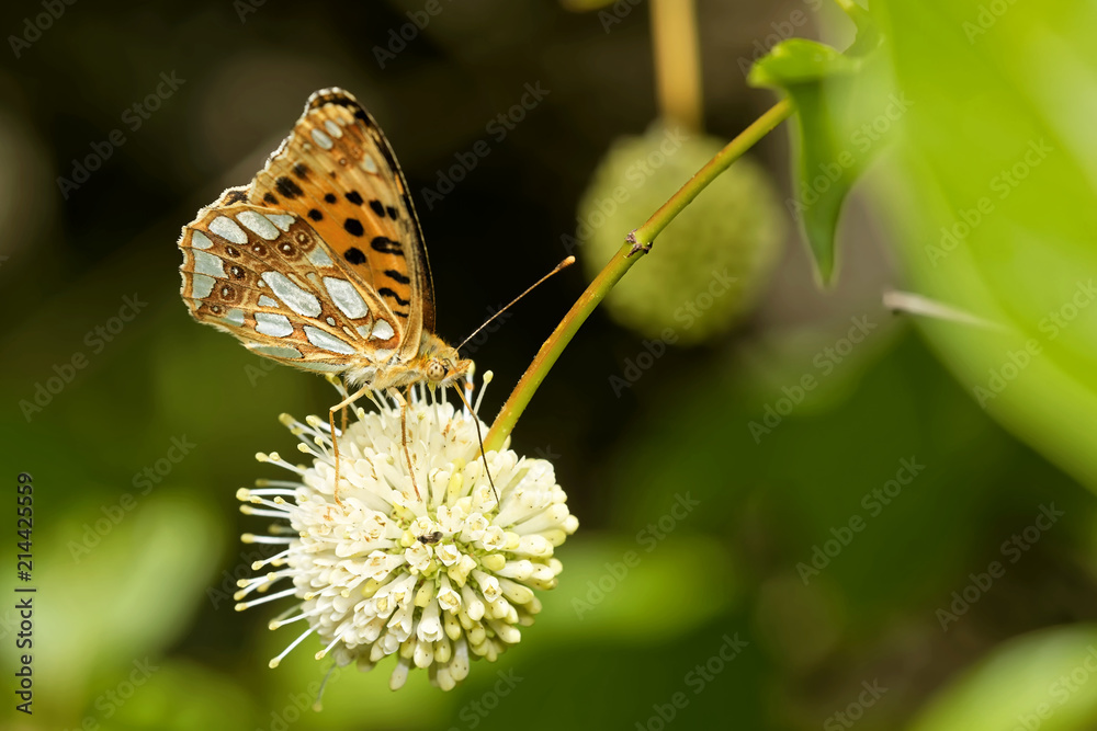 Perlmuttfalter StockFoto Adobe Stock