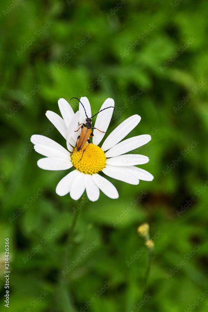 Fototapeta premium chrząszcz siedzi na rumianku
