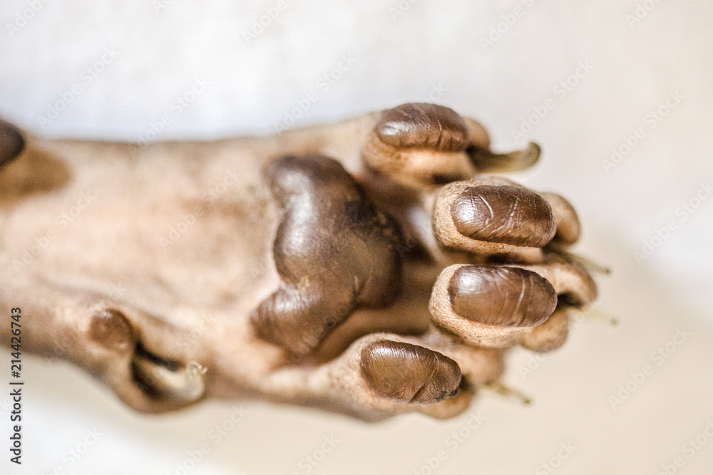 Obraz premium cat's paw Sphinx