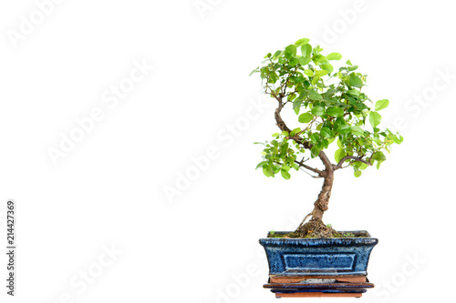 sagaretie bonsai in blue bowl