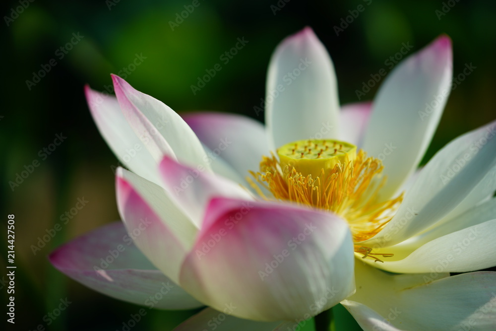 연, 연꽃, lotus
