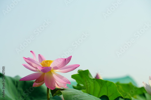             lotus