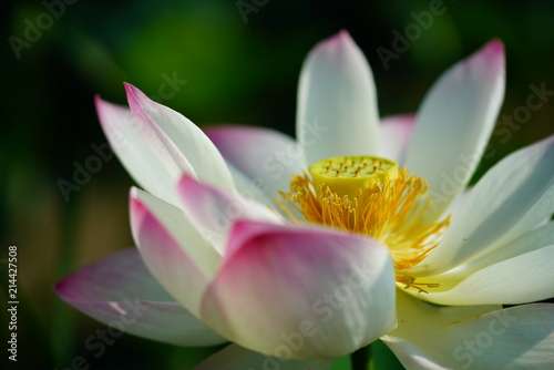연, 연꽃, lotus © HYEONMIN LEE