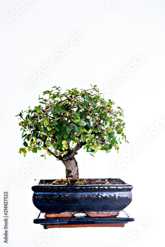 Chinese elm bonsai in blue bowl