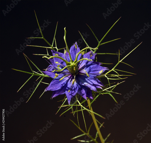 Schwarzkuemmel, Echter, Nigella, sativa, Heilpflanze photo