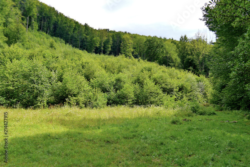 Mountain glade against the background of green bushes and tall lush trees