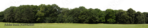 Fotografía Very high definition Treeline isolated on a white background