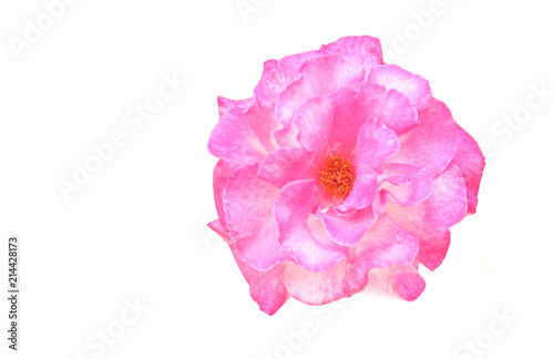 Pink rose isolated on white background. 