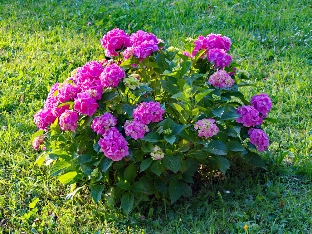 Obraz premium A bush with flowers of purple and large green leaves against the background of a grass lawn