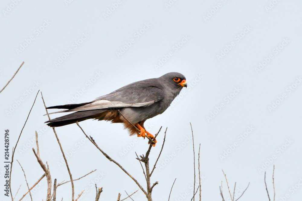 Red footed falcon in top of a tree Red footed falcon in top of a tree
