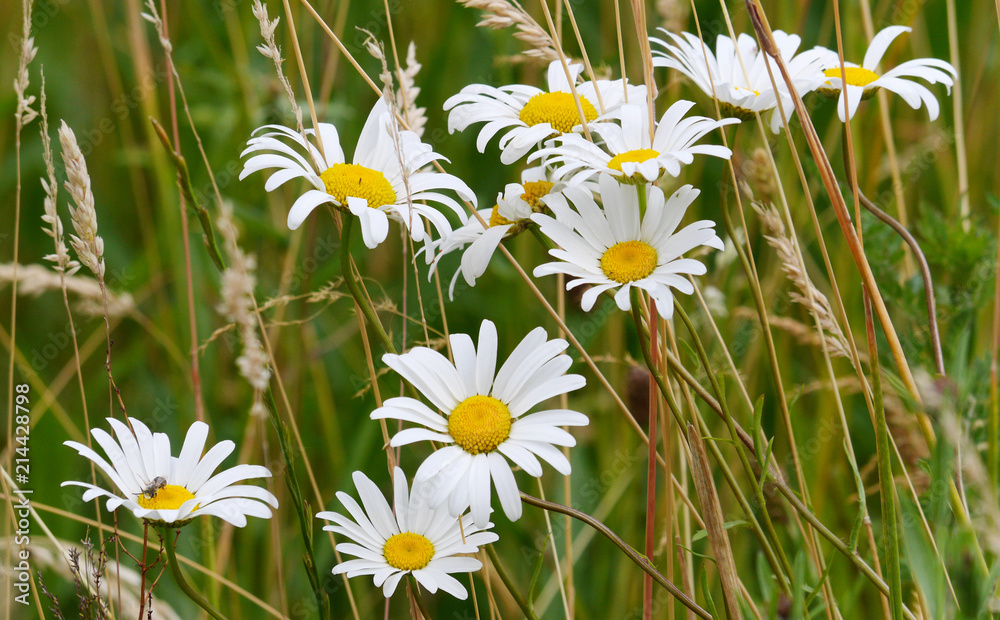 Fototapeta premium A photo of the field daisies close together. Flowers with white petals and yellow mediums