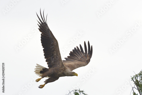 White Tailed Eagle in flight © Iliuta