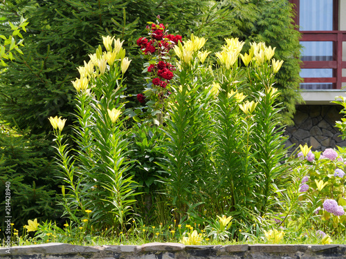 high bushes of a gentle yellow lily on a background of red roses and tui