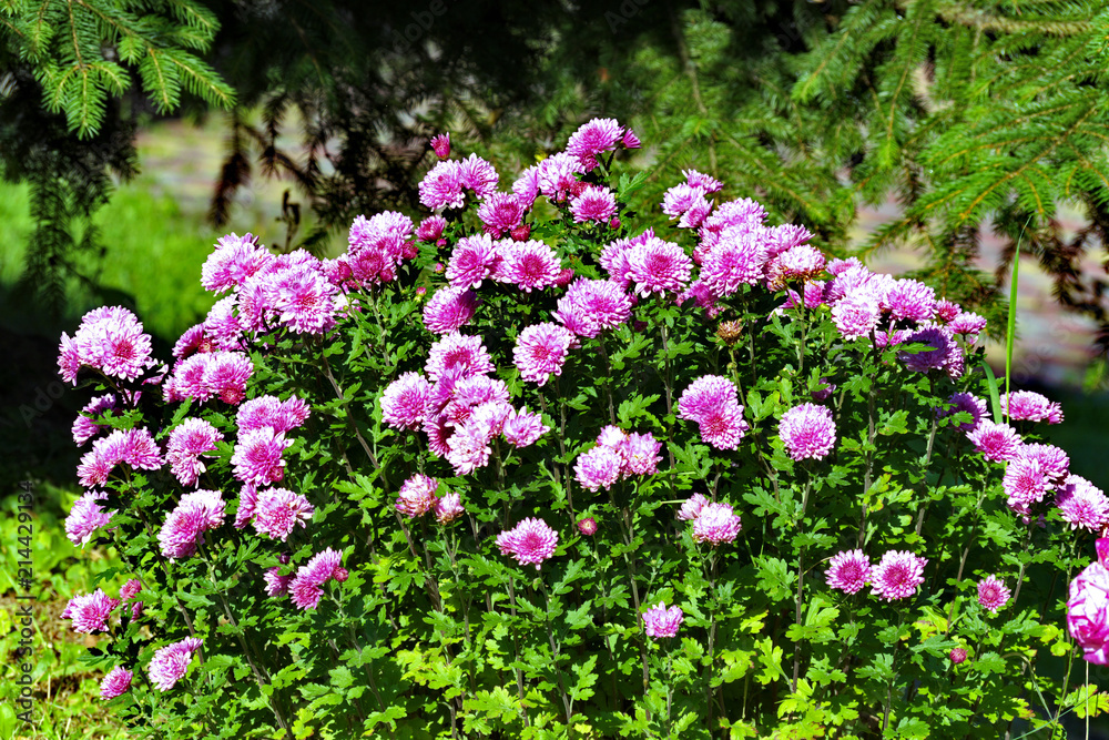 Green, large bush with lots of flower pink asters on it. Flowers are like stars, hence the name from Latin
