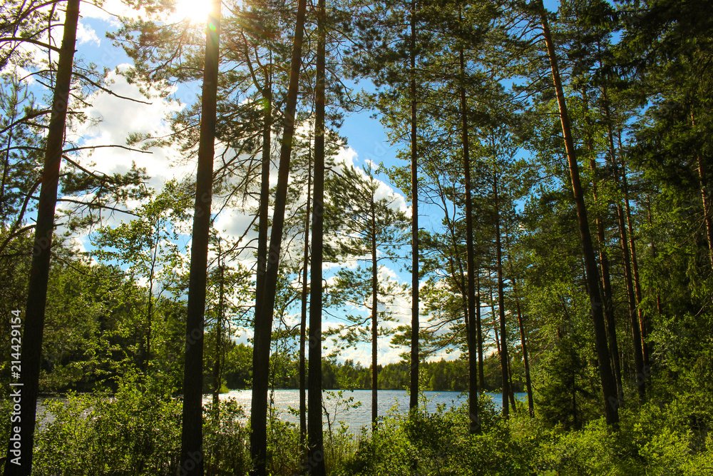 Fototapeta premium Finnish summer