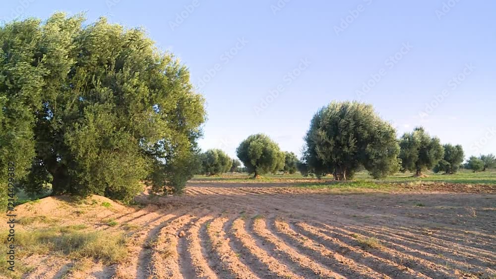 Long video pan un Olive Tree Farm