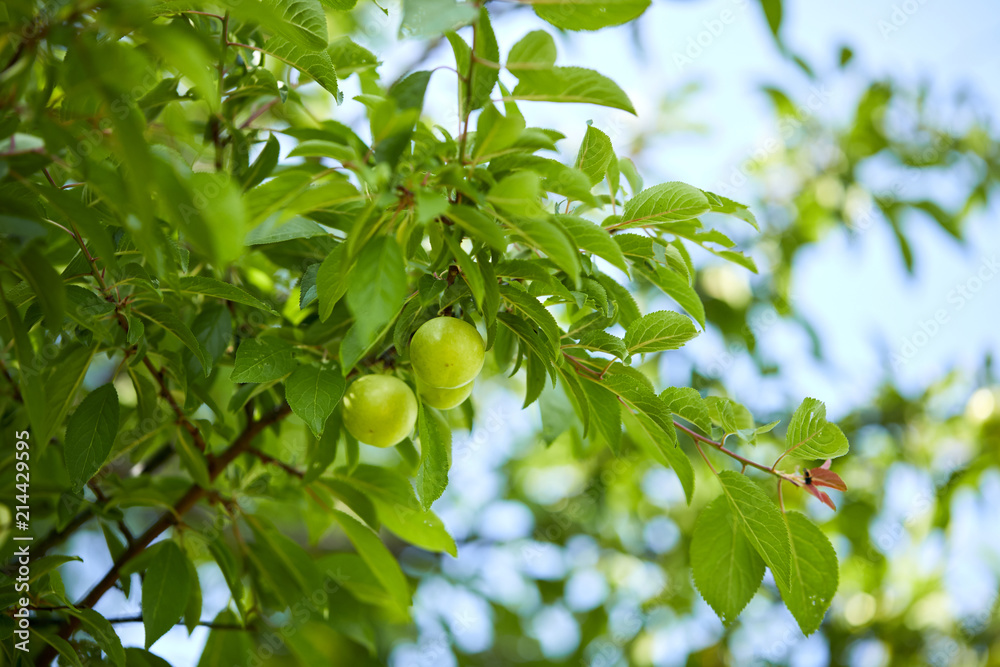 young plums on the tree