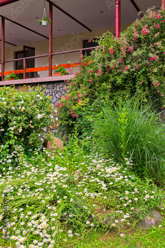 Thickets of camomile, white rose bushes and other decorative plants near a beautiful wooden veranda