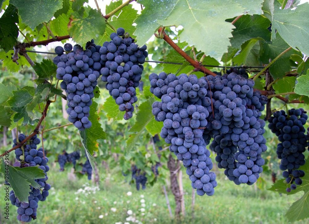 Dark blue Italian grapes, growing on the vine. Lunigiana, Italy, grown for wine.