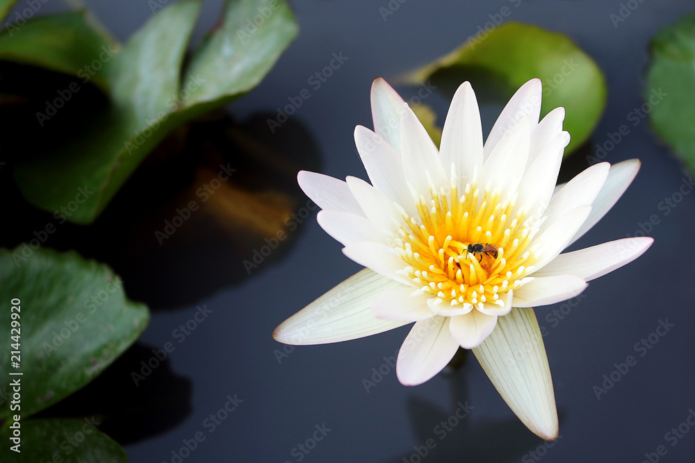 white lotus flower with honey bee blooming in pond white lotus flower with honey bee blooming in pond