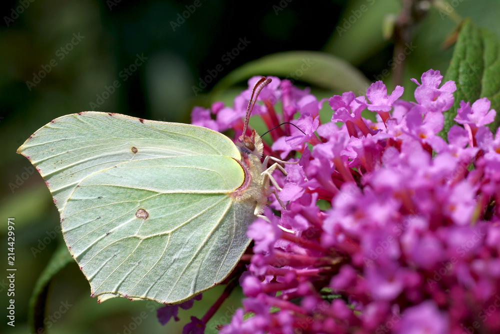 zitronenfalter und sommerflieder zitronenfalter und sommerflieder