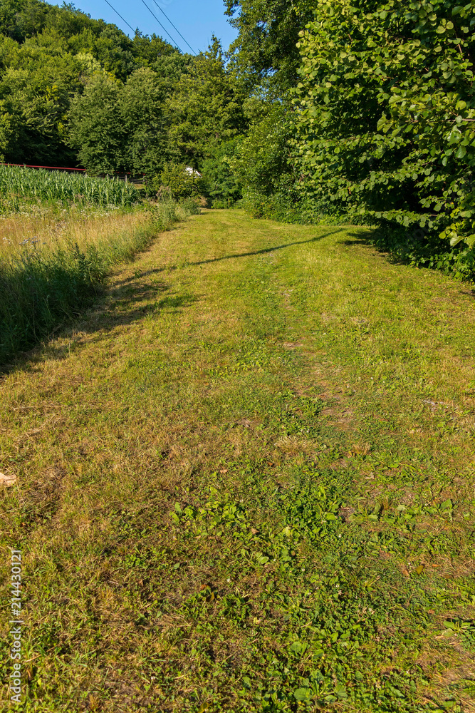 Fototapeta premium Green parkland with a background of tall deciduous trees and small shrubs