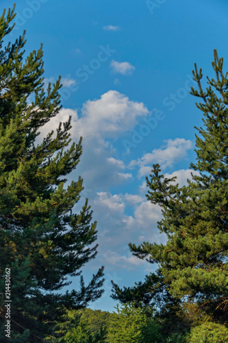Large majestic green spruce against the blue sky with white clouds