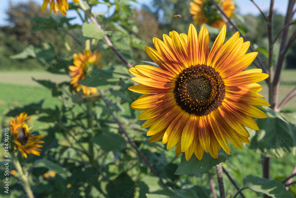 Obraz premium Sonnenblume auf dem Feld