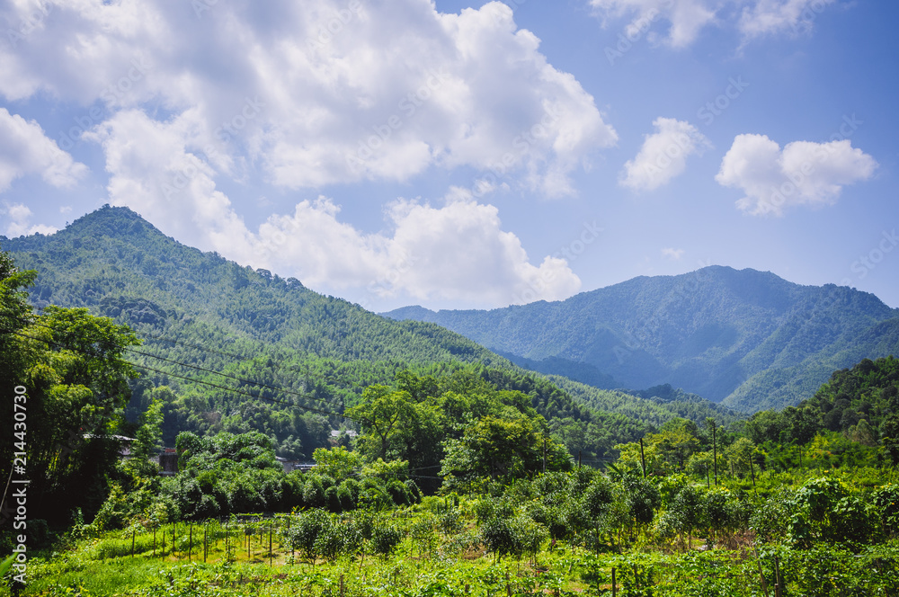 Mountains and forest scenery in summer