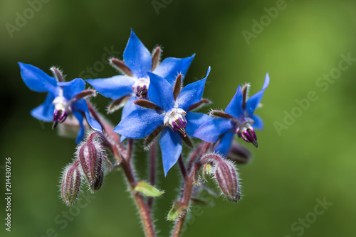 Beautiful blue eatable flowers and hairy stems of borage. Selective focus.