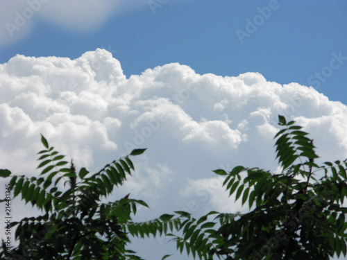 fluffy white veil of clouds on the background of tremulous green leaves photo