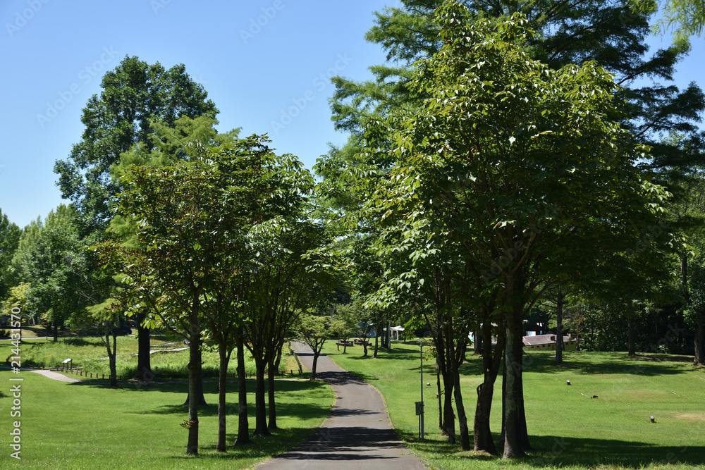 日本の山の夏の空