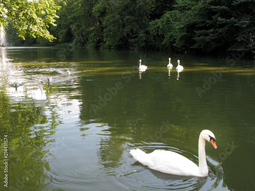 Magnificent white swans floating on the surface of the river flowing among the banks of densely overgrown with green trees.