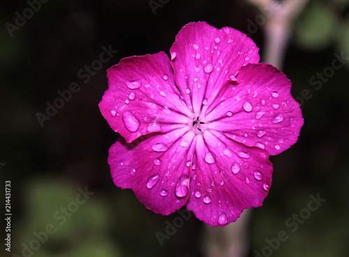 Růžový květ s kapkami deště  photo