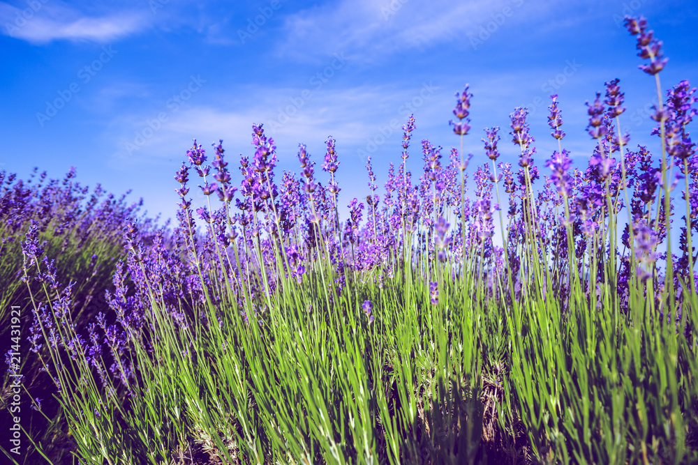 Naklejka premium Lawendowe pole latem