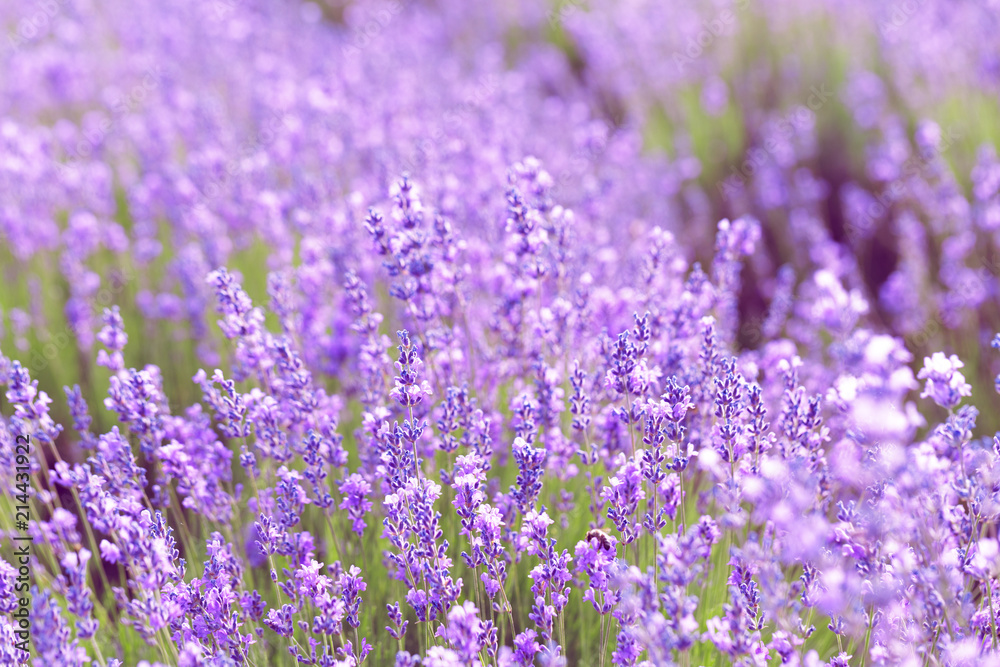 Naklejka premium Lavender Field in the summer