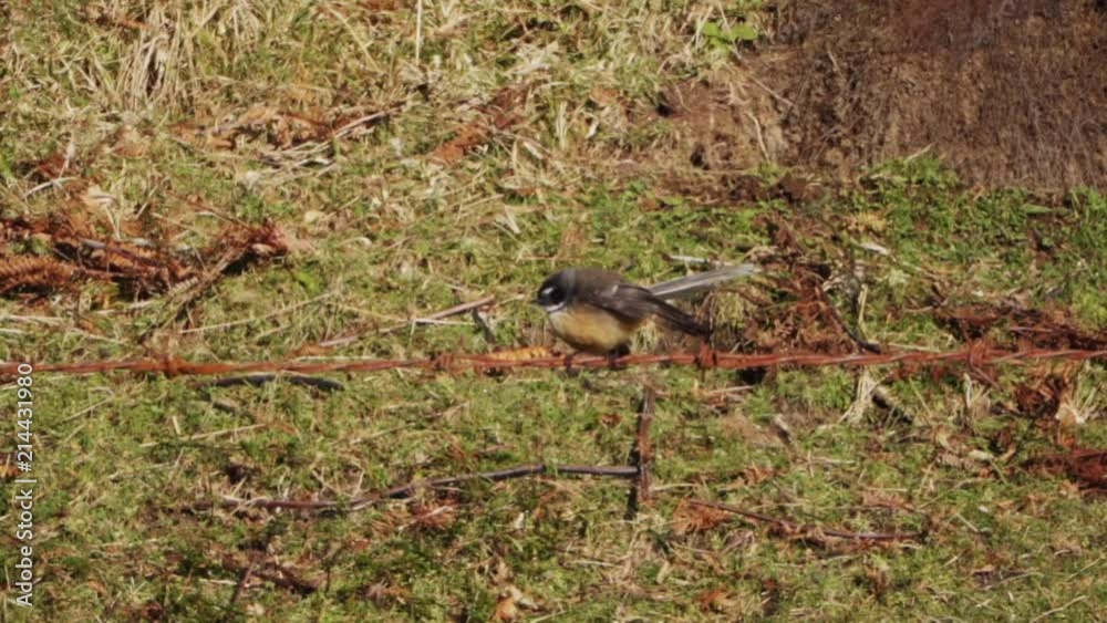 New Zealand Fantail flying and landing on a fence on a farm New Zealand Fantail flying and landing on a fence on a farm