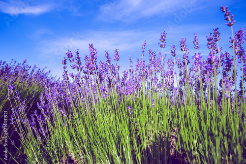 Lavender Field in the summer