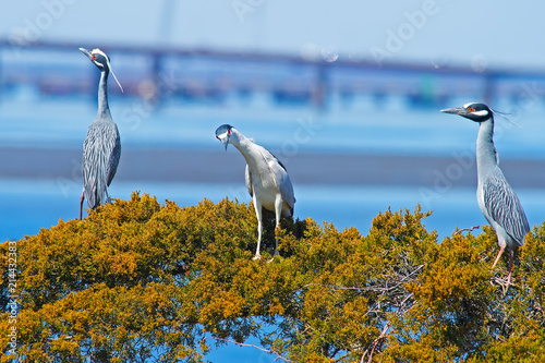 Yellow-crowned and Black-crowned Night Herons photo