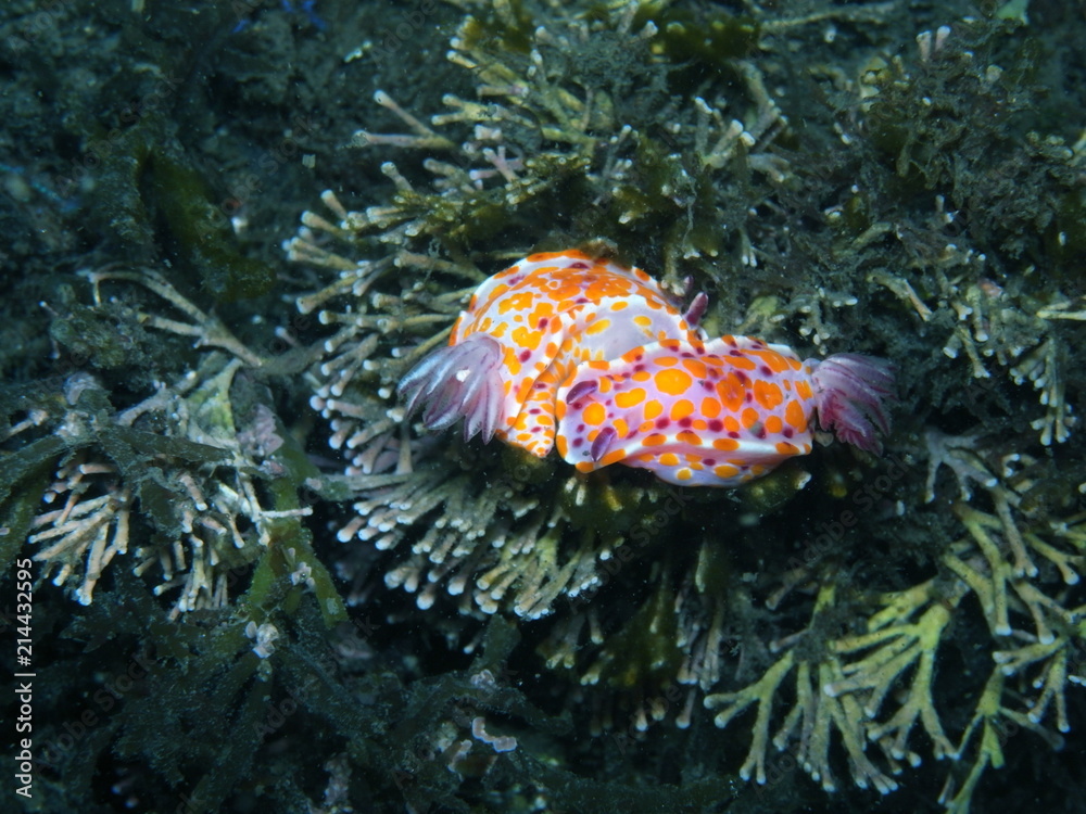 Clown nudibranch Ceratosoma amoenum at Parsley Bay, Sydney, Australia Clown nudibranch Ceratosoma amoenum at Parsley Bay, Sydney, Australia