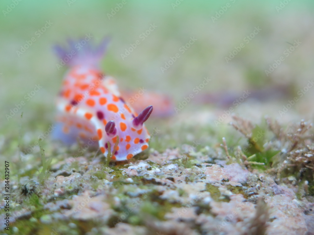 Clown nudibranch Ceratosoma amoenum at Parsley Bay, Sydney, Australia Clown nudibranch Ceratosoma amoenum at Parsley Bay, Sydney, Australia